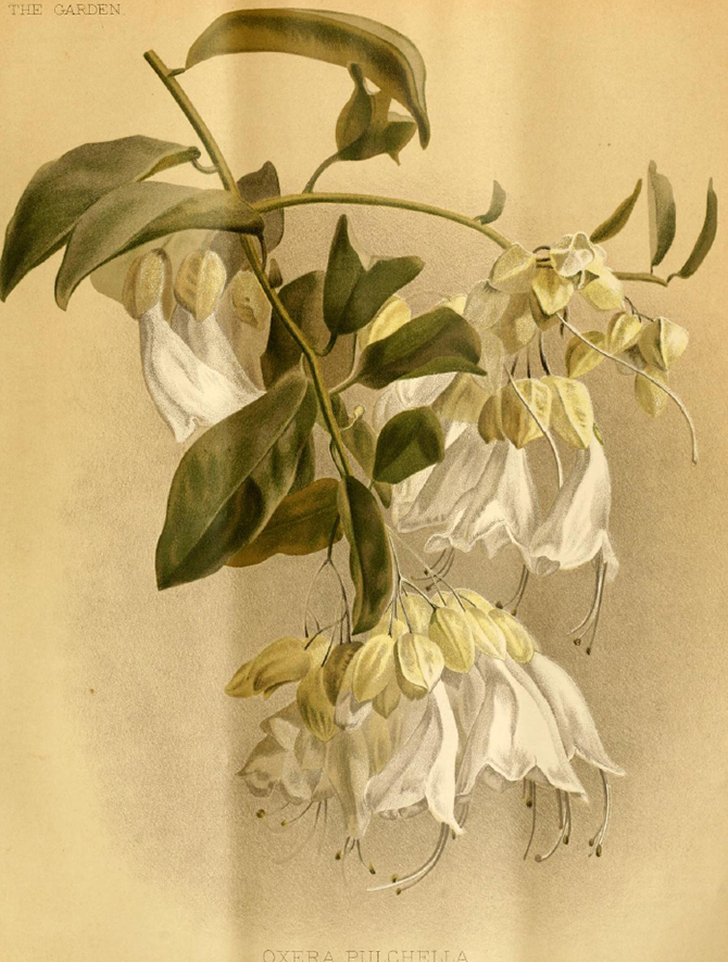 Planche de Oxera pulchella subsp. grandiflora tirée de Watson, W. (1888). Oxera pulchella. The Garden 33: 510-511.